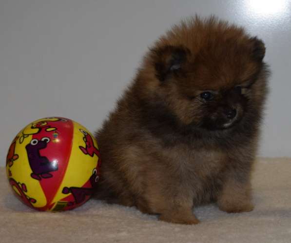 Лапочка в Одинцово фото 18