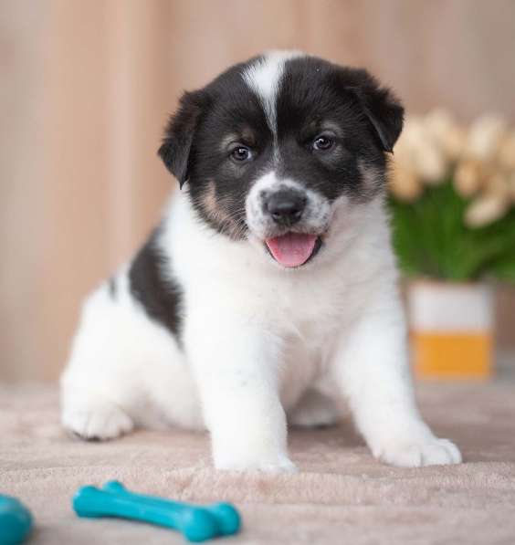 Красавцы щенки мальчики в добрые руки! в Москве фото 11