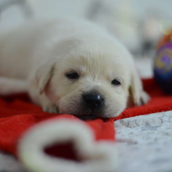 Щенки лабрадора ретривера