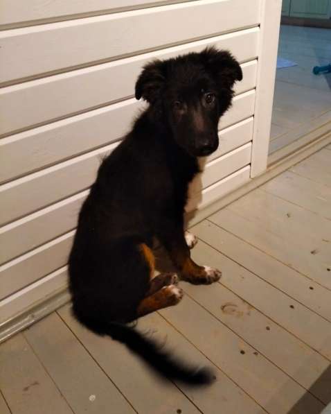 Щенок метис колли в Москве фото 3