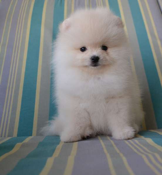 Щенки померанского шпица (Pomeranian) в Воронеже фото 6