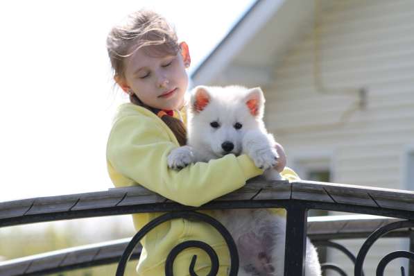 Щенки БШО в Москве фото 25