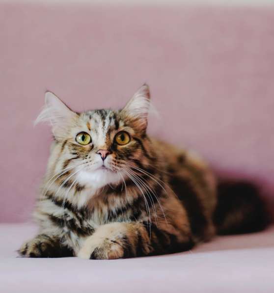 Принцесса Липа