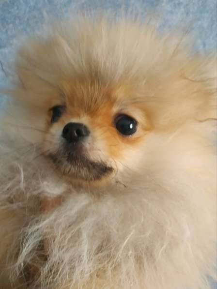 Маленькие живые мишки девочки 3месяца в фото 28