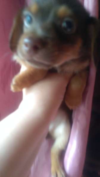 Щенки таксы миниатюрной в Твери фото 15