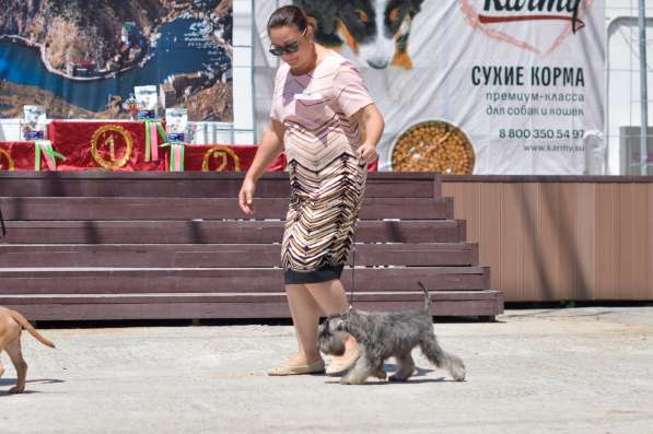 Подрощенные щенки цвергшнауцера перец с солью и ч/с в Севастополе фото 10