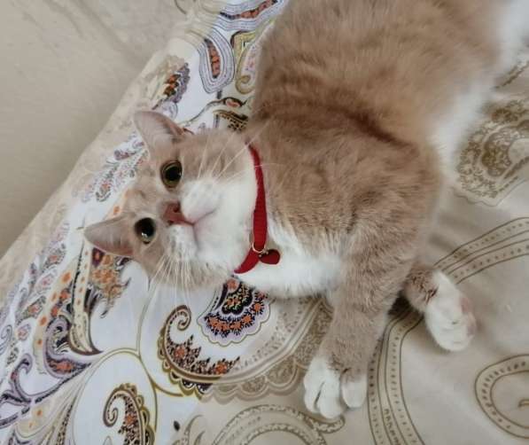 Плюшевый котик Морис в поисках своей семьи в Москве фото 7