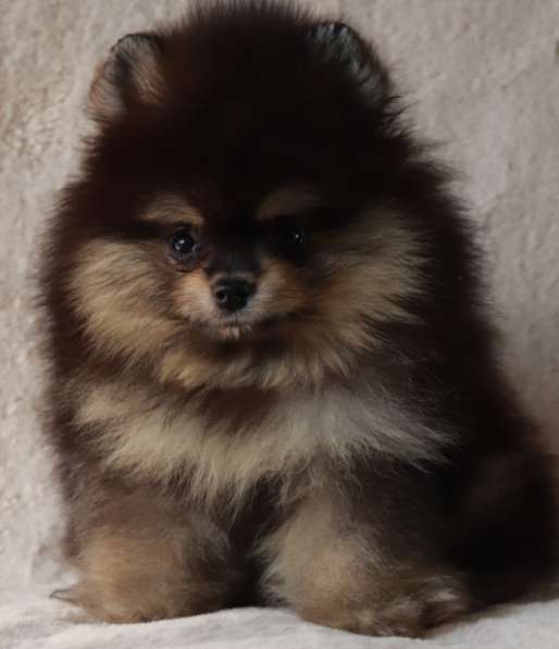 Померанский шпиц. Black tan