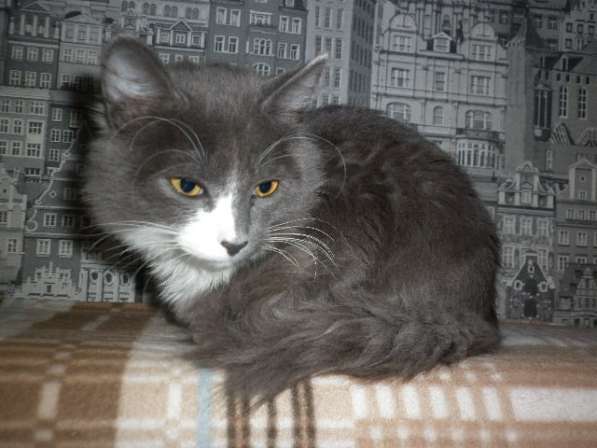 Котик Мишель ищет дом в Кемерове
