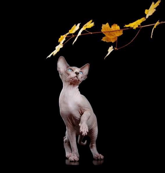 Марта биколорка в Москве фото 4