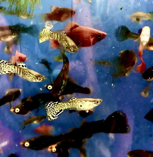 Продам аквариумных рыбок в Старом Осколе фото 4
