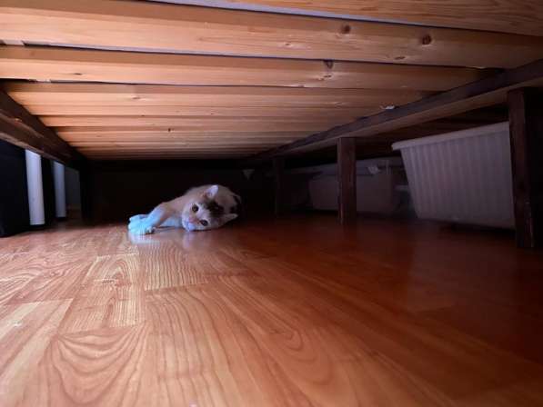 Кот Тимофей ищет новый дом СПб в Санкт-Петербурге фото 4