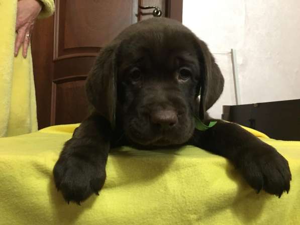 Шоколадные щенки Лабрадора ретривера