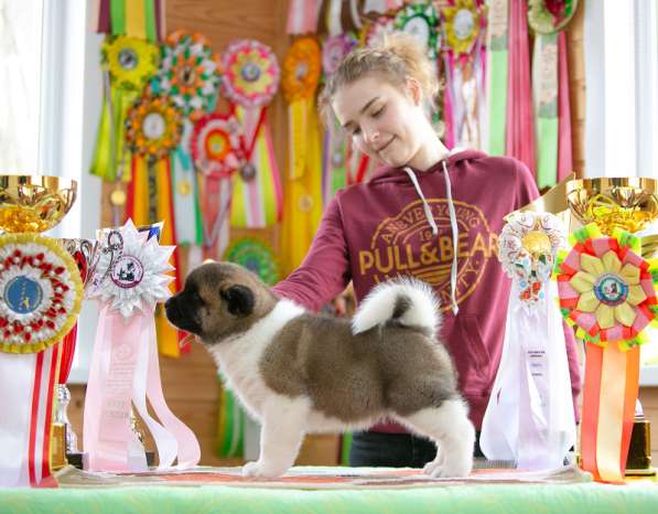 Щенки американской акиты в Рыбинске фото 8