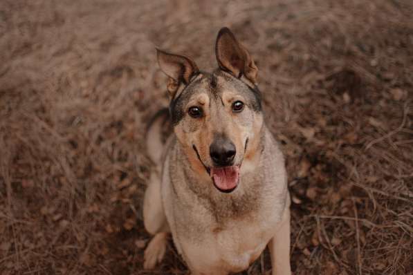 Большой добрый Борман ищет семью в Москве фото 26