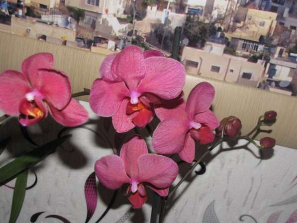 Продам орхидеи цветущие и не цветущие в фото 6