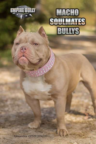 Американский булли. Щенки в фото 17