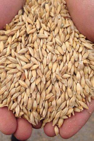 Пшеница, ячмень, отруби в Набережных Челнах