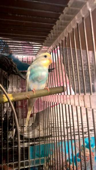 Волнистые попугаи -Самцы от Заводчика в Мытищи фото 3