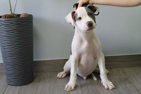 Крутые щенки амстаффа от чемпиона в фото 4