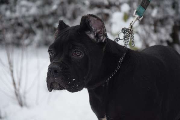 Cane Corso puppy в фото 9