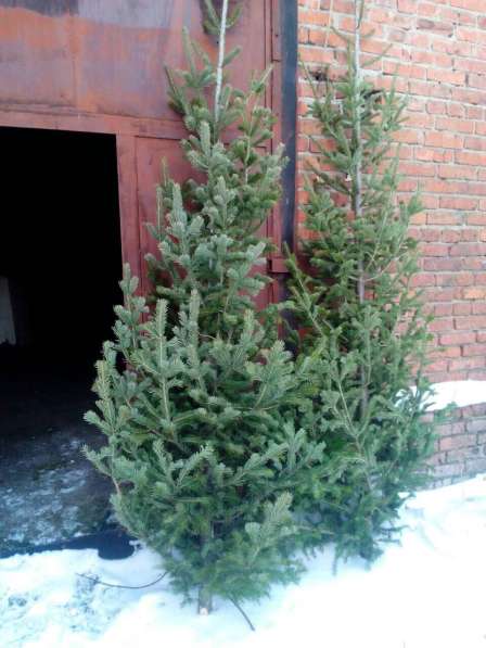 Пихта, с доставкой на дом в Новосибирске фото 5