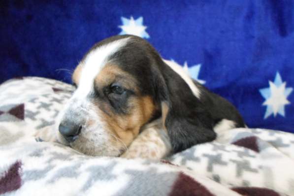 Щенки Бассет-хаунд в Армавире фото 59