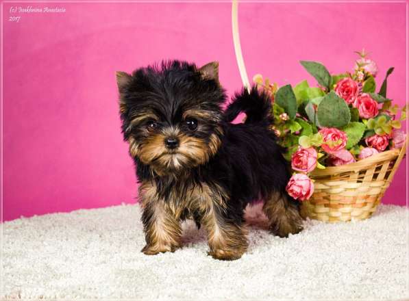 Девочка йоркширского терьера