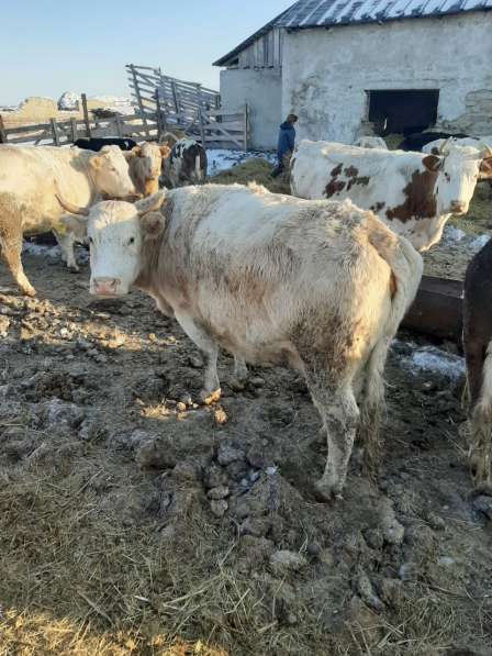 Коровы и бычки на убой в Челябинске фото 3