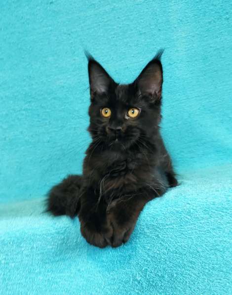 Кошечка мейн-кун из питомнника в Казани фото 12