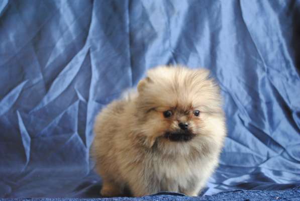 Продается щенок цвергшпица в Санкт-Петербурге фото 7