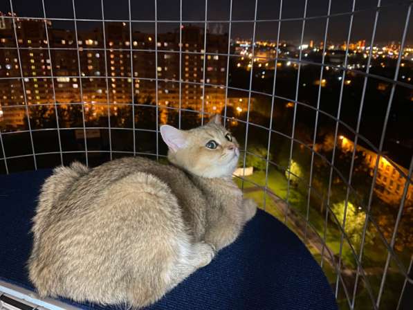 Балкон кошек на окно "Васька" Katfreedom в Москве фото 9