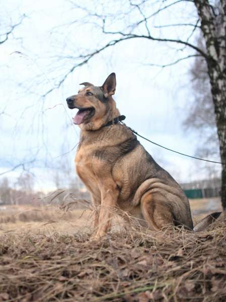 Большой добрый Борман ищет семью в Москве фото 9