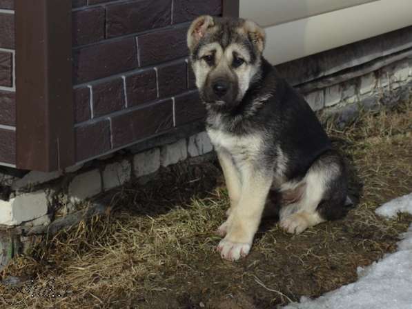 Продаются щенки САО(алабаи),от отарников Таджикистана в Владимире фото 8