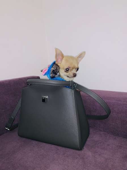 Chihuahua male super mini в 