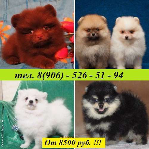 Щеночки шпица