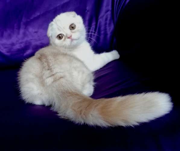 Клубный шотландский котенок с родословной и прививками из пи в фото 4