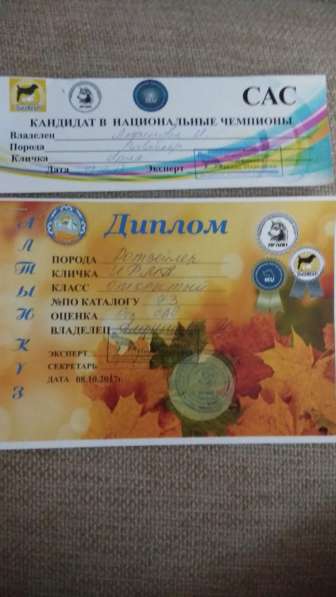 Элитные щенки ротвейлера в 