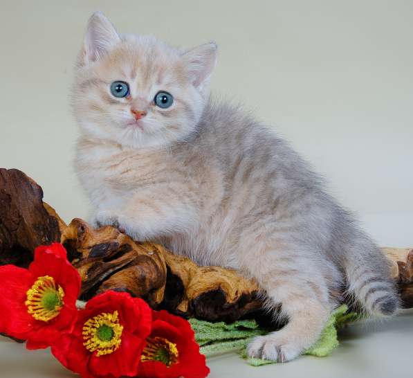 Британские котята в драгоценных окрасах - голубое золото