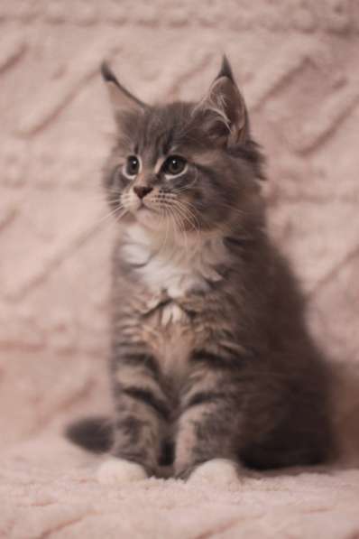 ‼️Продаются клубные котята породы Мейнкун в фото 4