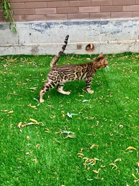 Бенгальский котенок в фото 6