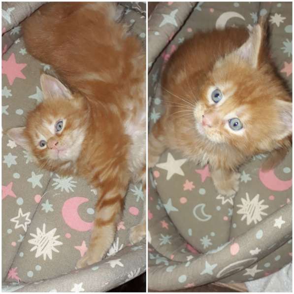 Котята Мейн-кун метисы в Наро-Фоминске фото 31