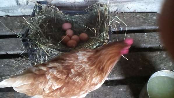Яйца домашние куриные диетические