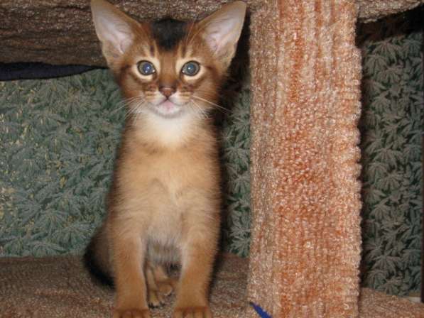 Продажа АБИССИНСКИХ котят в Дмитрове фото 10