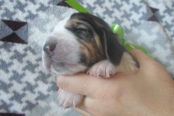 Щенки Бассет-хаунд в Армавире фото 76