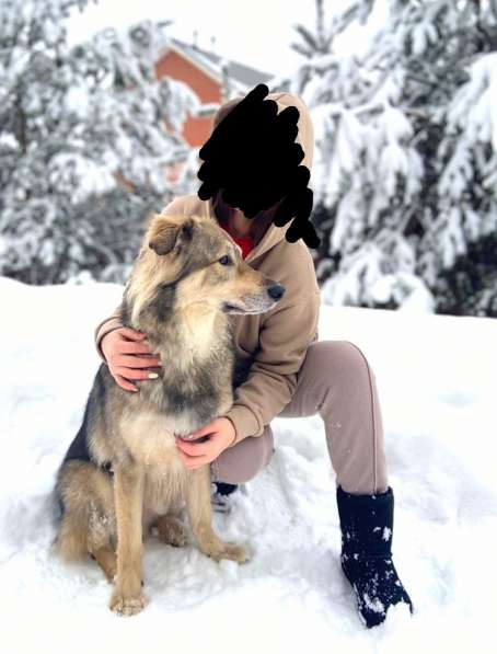 Собака в добрые руки в Москве фото 6