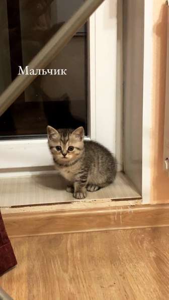 Милые шотландцы ищут своих хозяев ! в Санкт-Петербурге фото 14