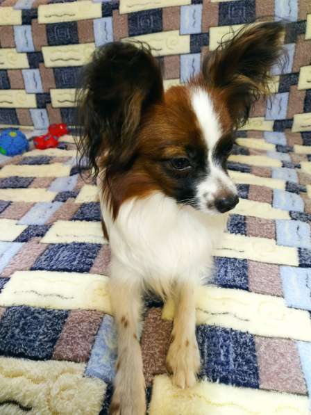 Щенки папийона в Ростове-на-Дону фото 18