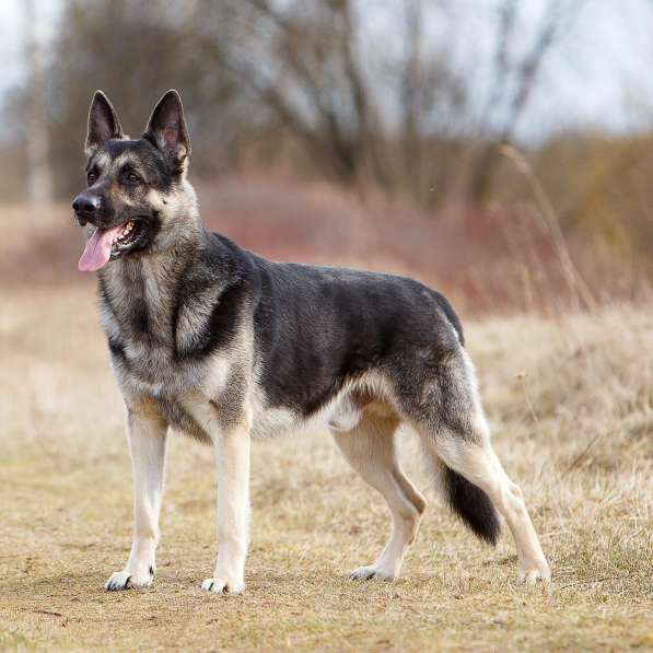 Резерв Шикарные щенки ВЕО в Москве фото 4