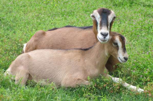 Племенные козы Ламанча (Скот из Европы класса Элита и Элита